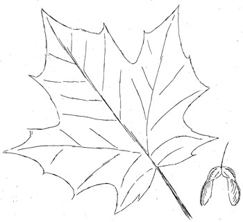 Sugar maple Drawing