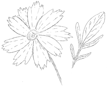 Largeflower Coreopsis Drawing