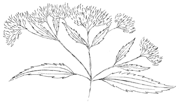 Late Flowering Boneset Drawing