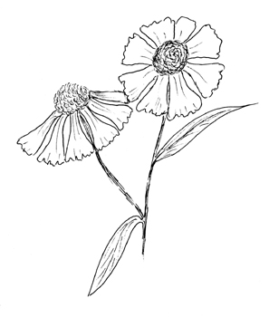 Helen's Flower Drawing