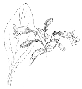 Small's Beardtongue Drawing