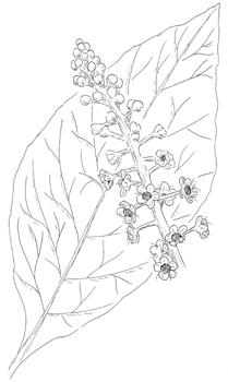 American Pokeweed Drawing