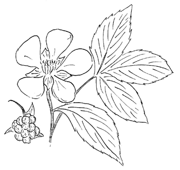 Northern Dewberry Drawing