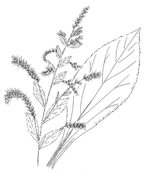 Roundleaf Goldenrod  Drawing