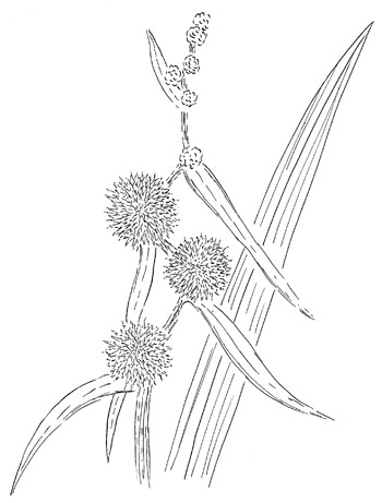 Giant Bur-Reed Drawing