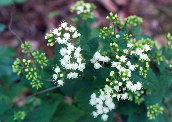 White Snakeroot Picture