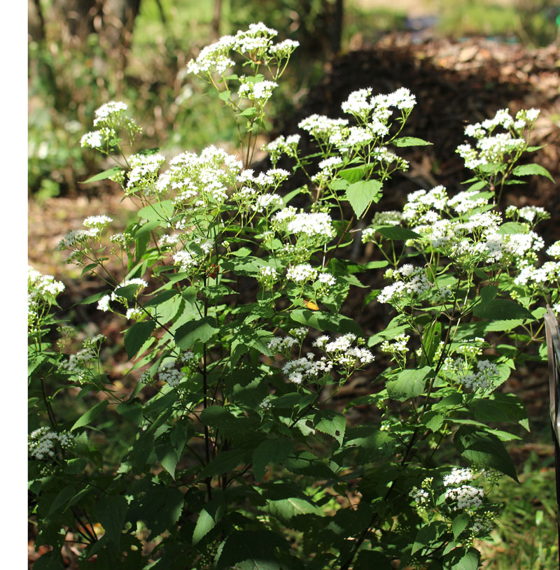 White Snakeroot Picture