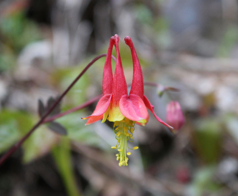 Wild Eastern Columbine Picture