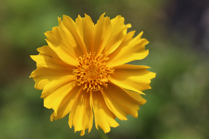 Lance-leaved Coreopsis Picture