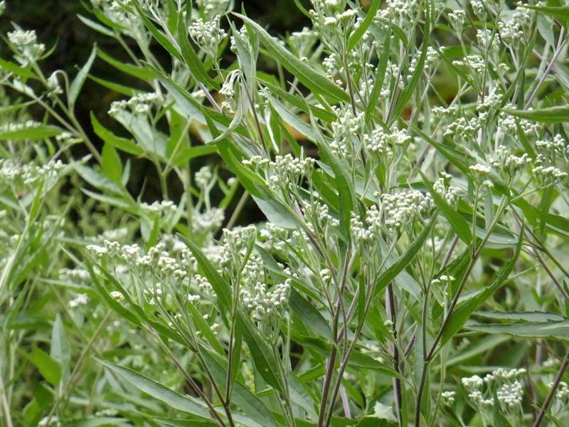 Late Flowering Boneset Picture