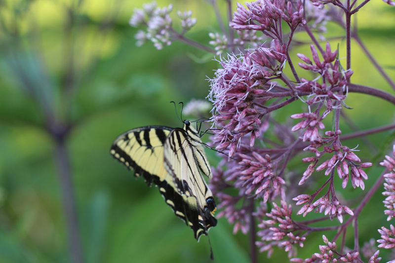 Hollow Joe-Pye-Weed Picture