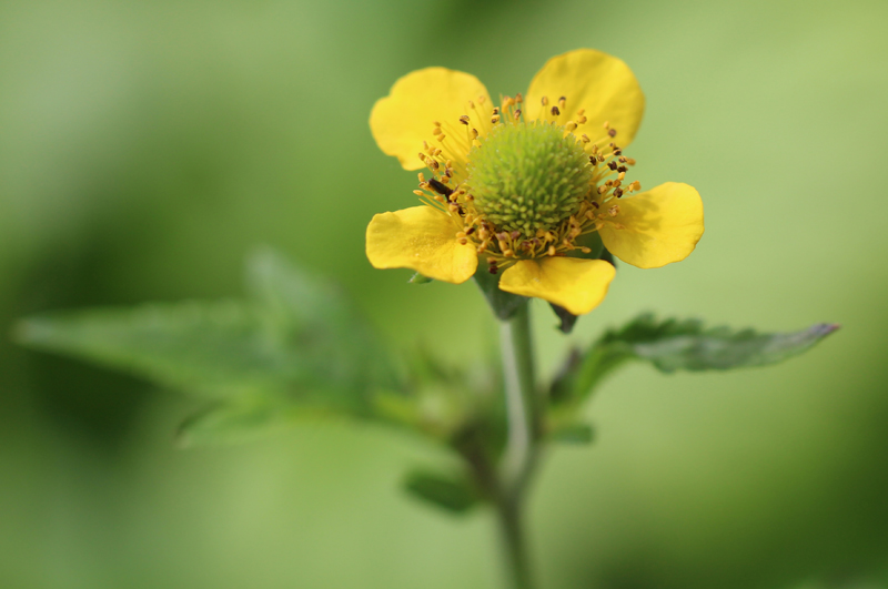 Yellow Avens Picture