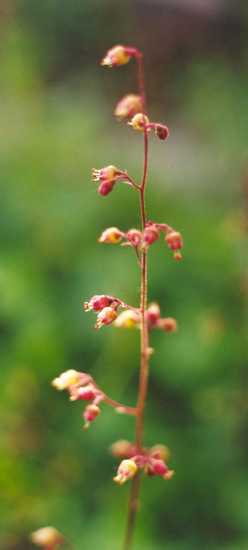 American Alumroot Picture