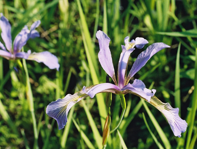 Slender Blue Flag Iris Picture