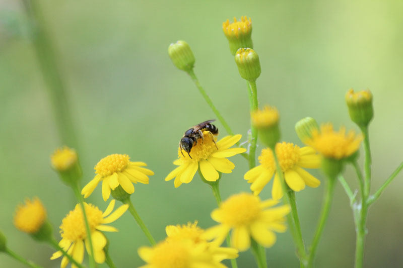 Balsam Ragwort Picture