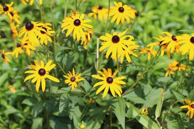 Brown-eyed Susan Picture
