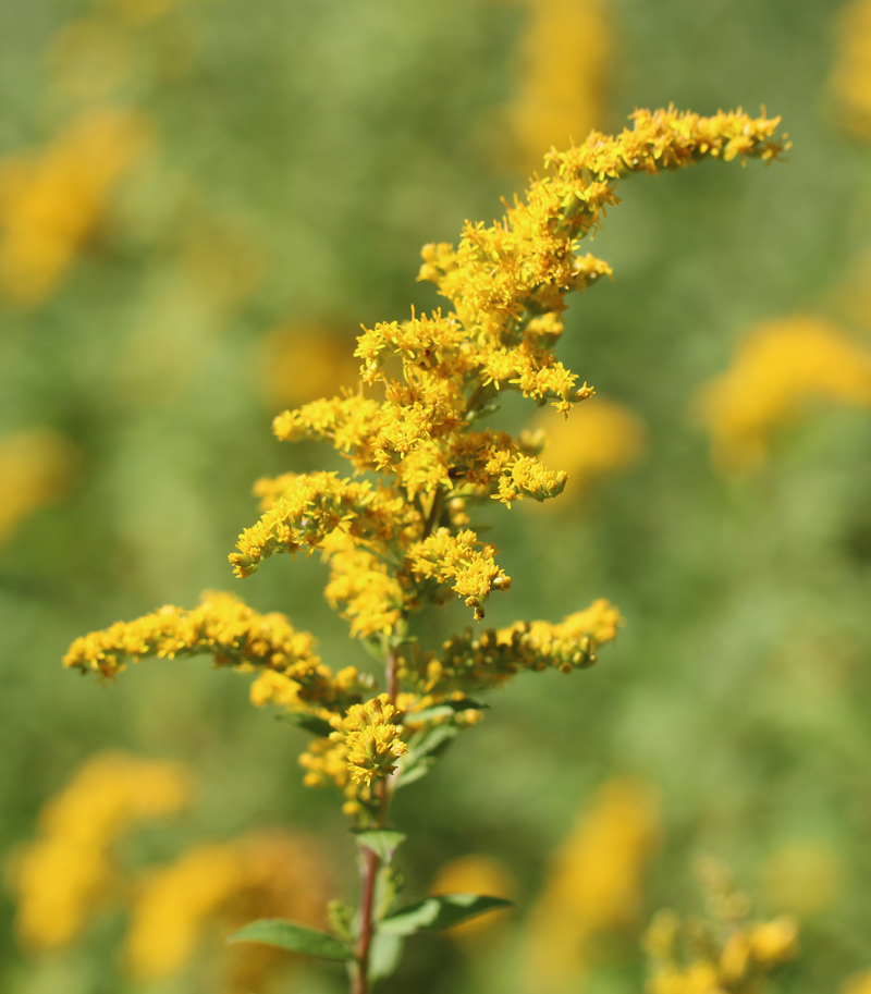 Rough-Stemmed Goldenrod Picture