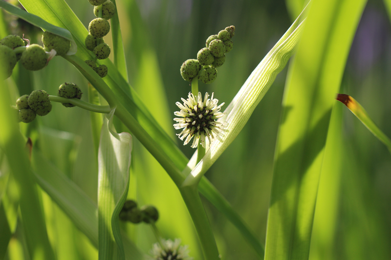 Giant Bur-Reed Picture