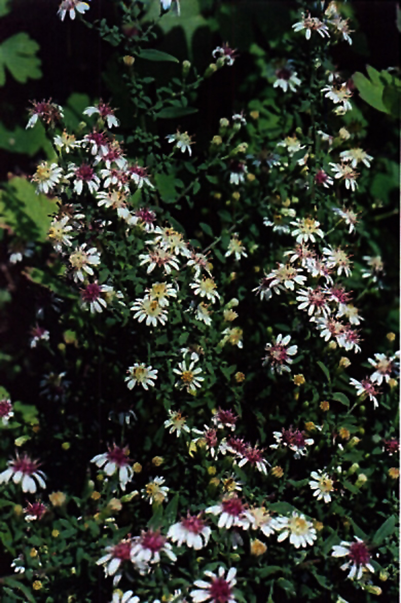 Symphyotrichum lateriflorum Calico aster at Toadshade Wildflower Farm