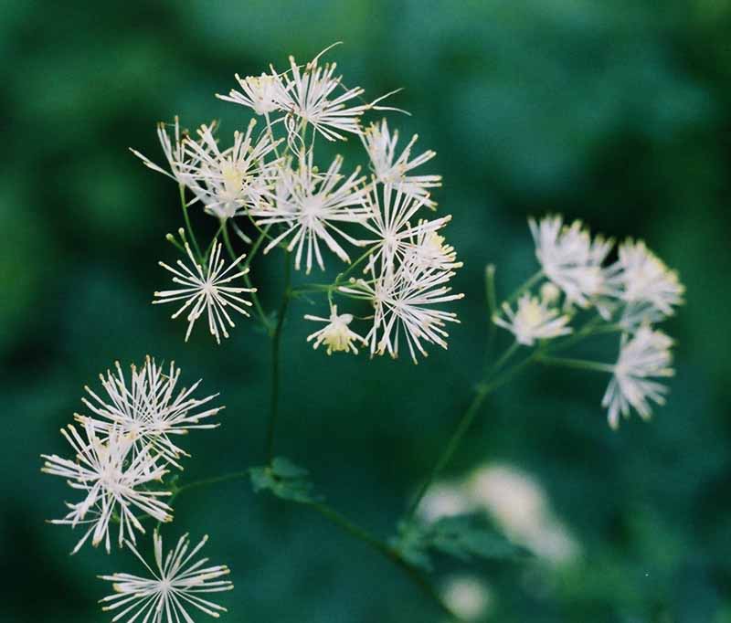 Tall Meadow Rue Picture