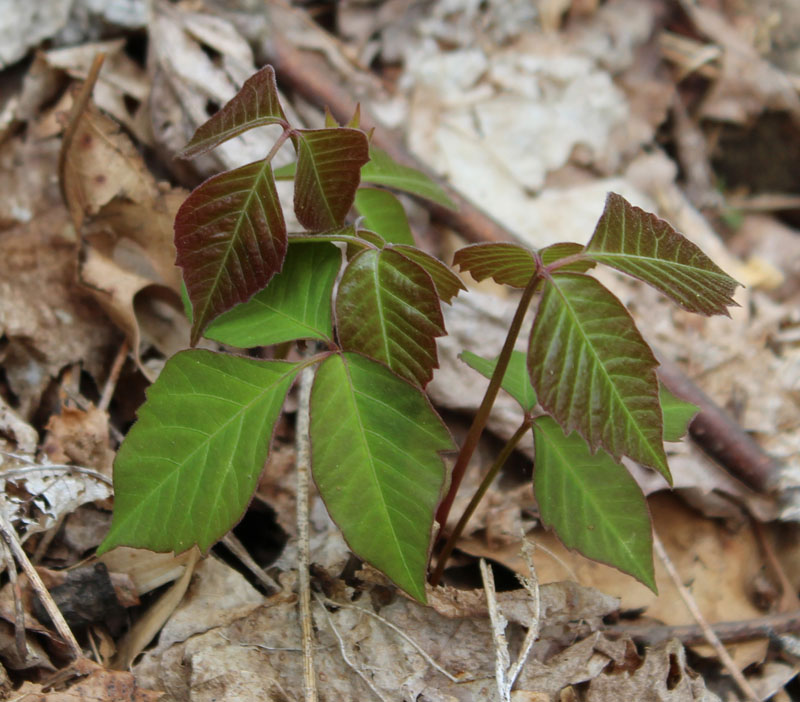 Eastern Poison Ivy Picture