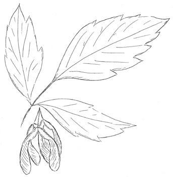 Boxelder Drawing