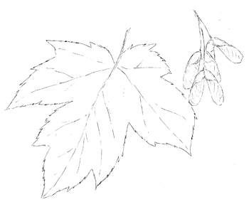 Red maple Drawing