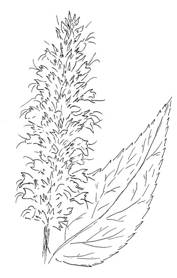 Blue Giant Hyssop Drawing