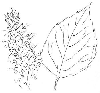 Yellow Giant Hyssop Drawing