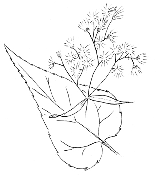 White Snakeroot Drawing