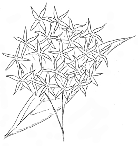 Eastern Bluestar Drawing