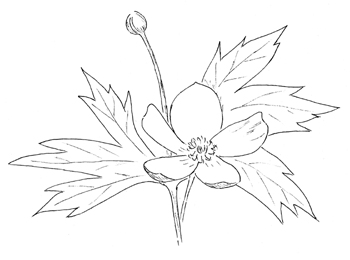 Canadian Anemone Drawing