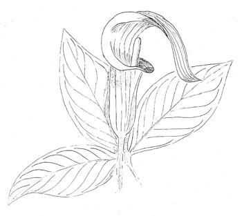 Jack-in-the-pulpit Drawing