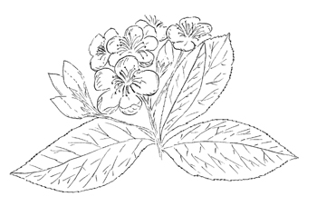 Red Chokeberry Drawing