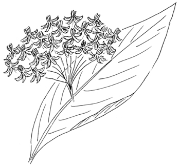 Purple Milkweed Drawing
