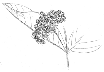 Common Milkweed Drawing