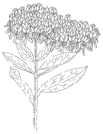 Milkweed Drawing / Milkweeds, members of the genus asclepias l., are