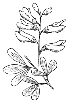 Blue False Indigo Drawing