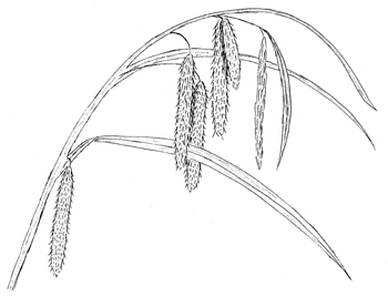 Fringed Sedge Drawing