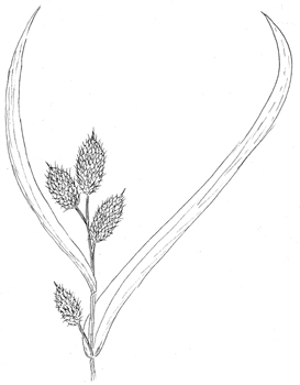 Cattail sedge Drawing