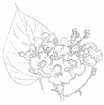 Northern Catalpa Drawing