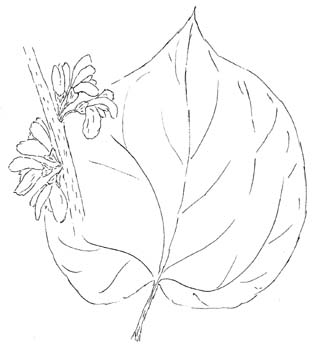 Eastern Redbud Drawing