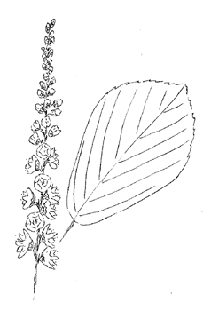 Coastal Sweet Pepperbush Drawing