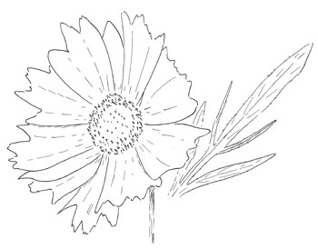 Lance-leaved Coreopsis Drawing