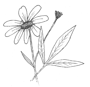 Tall Coreopsis Drawing