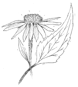 Eastern Purple Coneflower Drawing