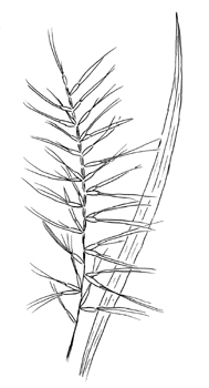 Eastern Bottlebrush Grass Drawing
