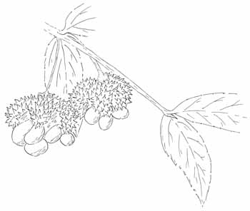 Strawberry Bush Drawing