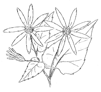 White Wood Aster Drawing