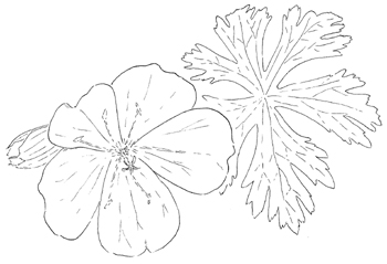 Wild Geranium Drawing